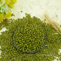 Hot sale!Small green mung bean,2.8-4.0mm types,best qualtiy